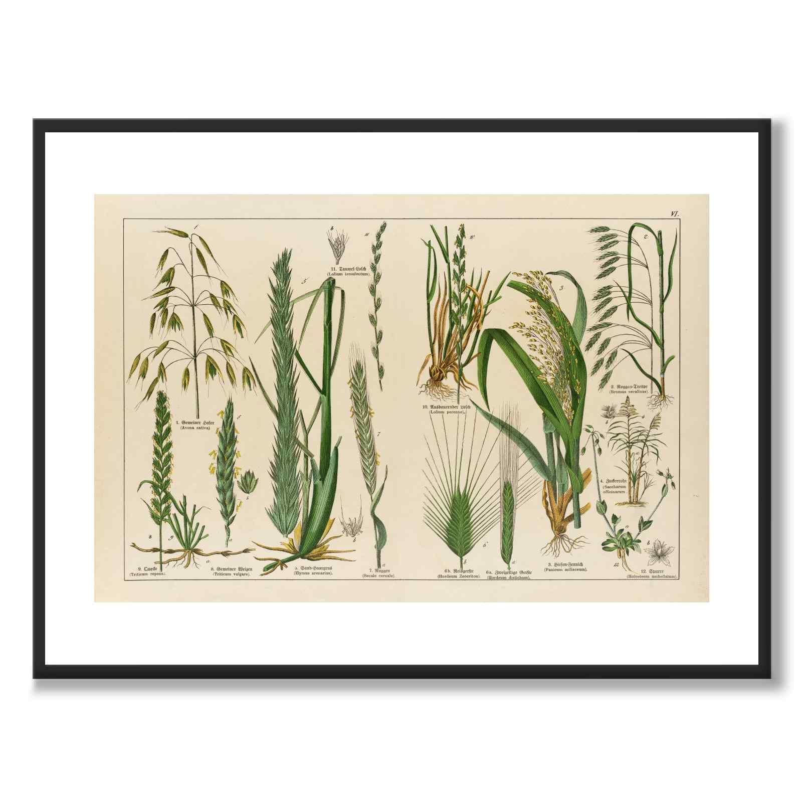 Botanic som vintageillustration och poster från Historly – med vit kant utan titel