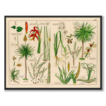 Botanic som vintageillustration och poster från Historly – helbild utan vit kant