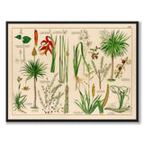 Botanic som vintageillustration och poster från Historly – helbild utan vit kant