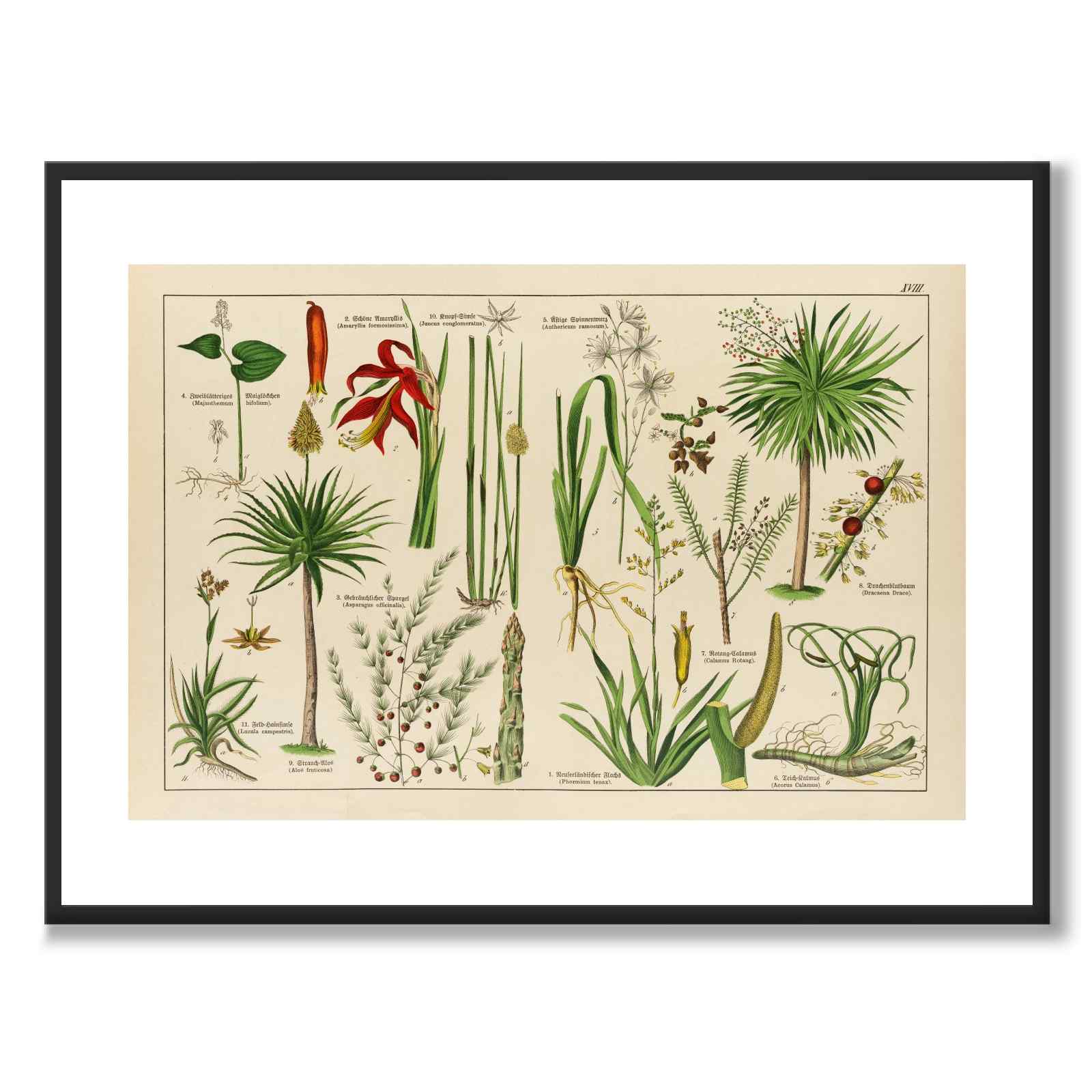 Botanic som vintageillustration och poster från Historly – med vit kant utan titel