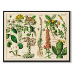 Botanic som vintageillustration och poster från Historly – helbild utan vit kant