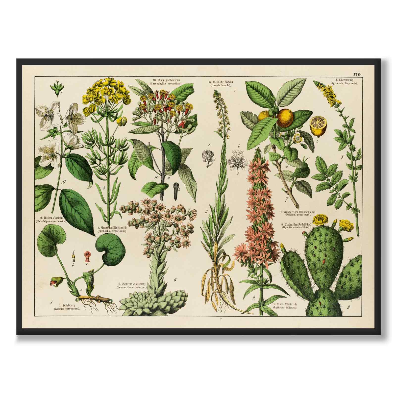 Botanic som vintageillustration och poster från Historly – helbild utan vit kant