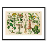 Botanic som vintageillustration och poster från Historly – med vit kant utan titel