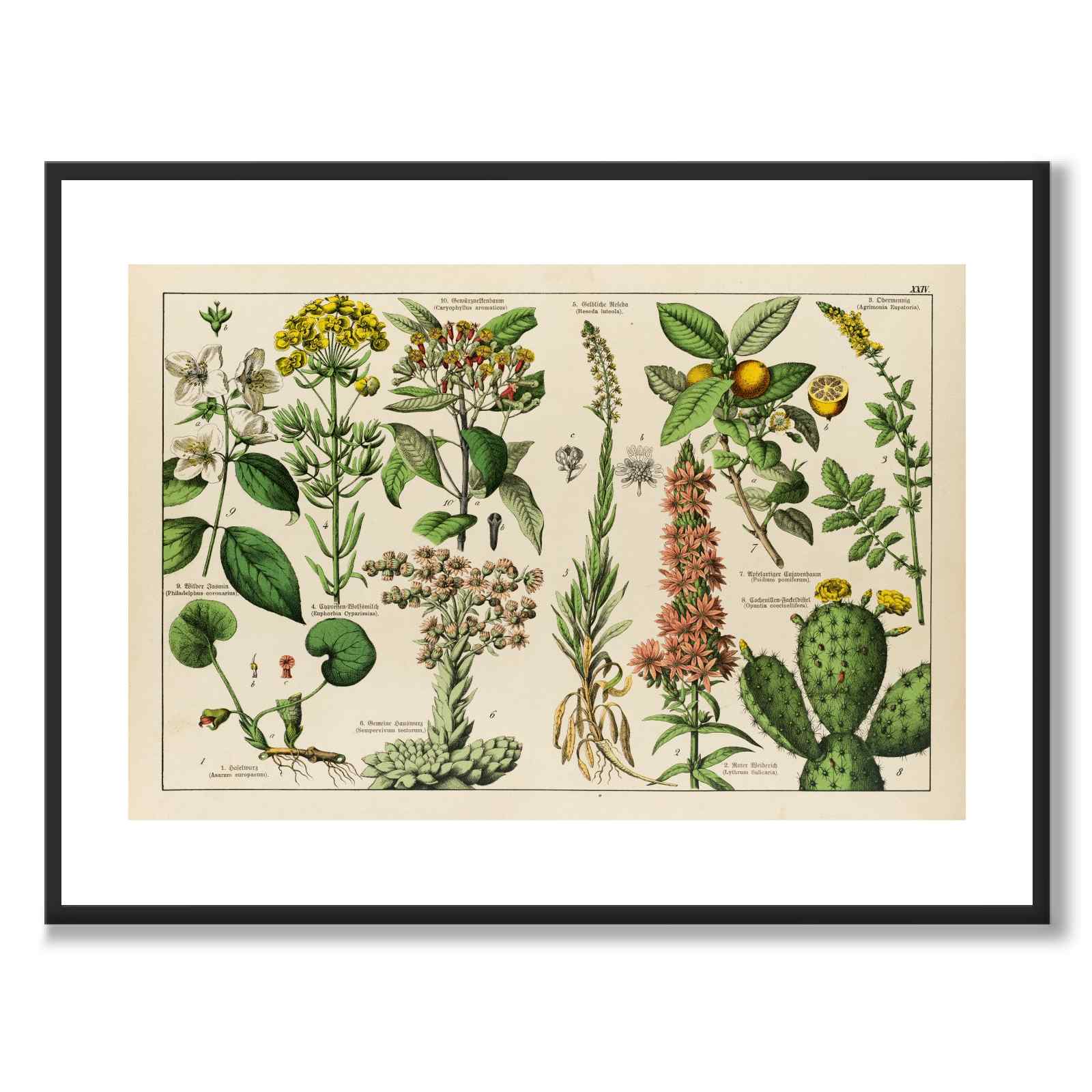 Botanic som vintageillustration och poster från Historly – med vit kant utan titel