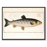Salmon - Bloch as a vintage illustration and poster from Historly – full image without white border
