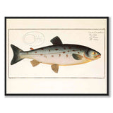 Salmon - Bloch as a vintage illustration and poster from Historly – full image without white border