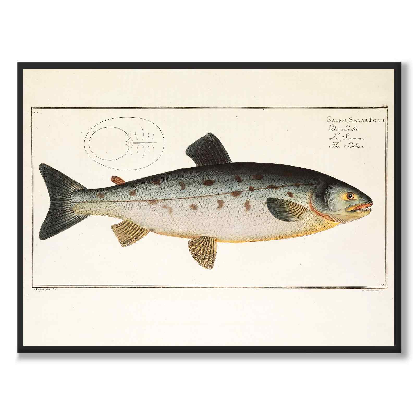 Salmon - Bloch as a vintage illustration and poster from Historly – full image without white border