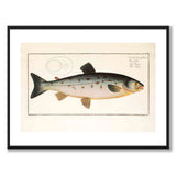 Salmon - Bloch as a vintage illustration and poster from Historly – with white border without title