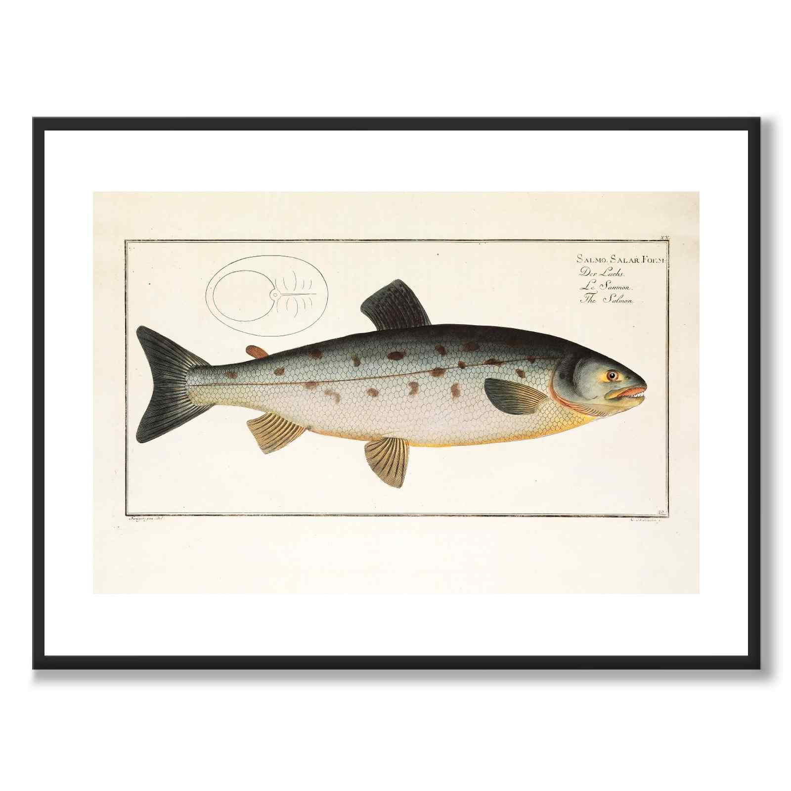 Salmon - Bloch as a vintage illustration and poster from Historly – with white border without title