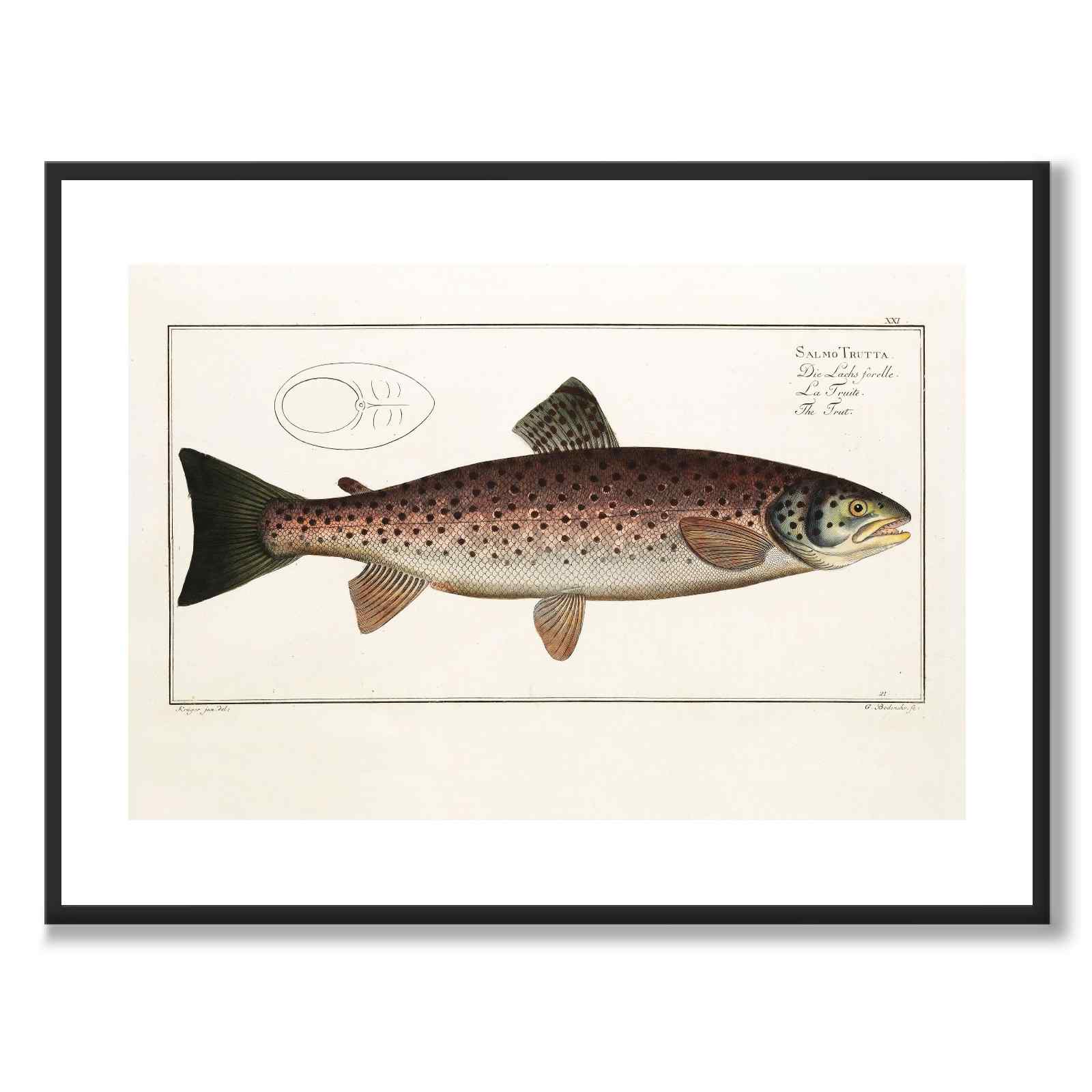 Lax - Bloch som vintageillustration och poster från Historly – med vit kant utan titel