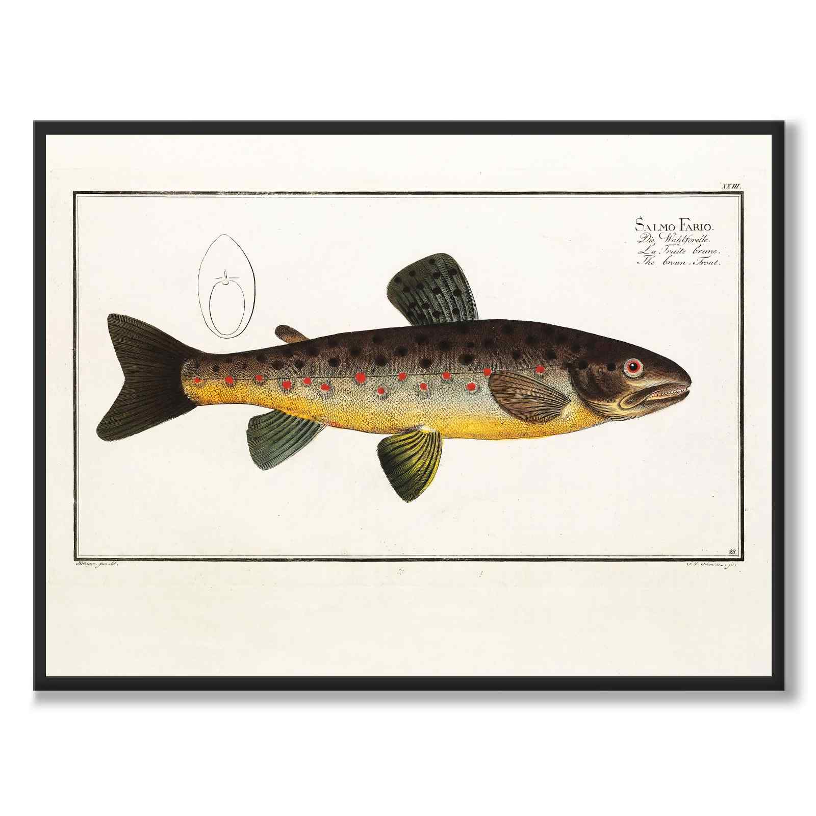 Lax - Bloch som vintageillustration och poster från Historly – helbild utan vit kant