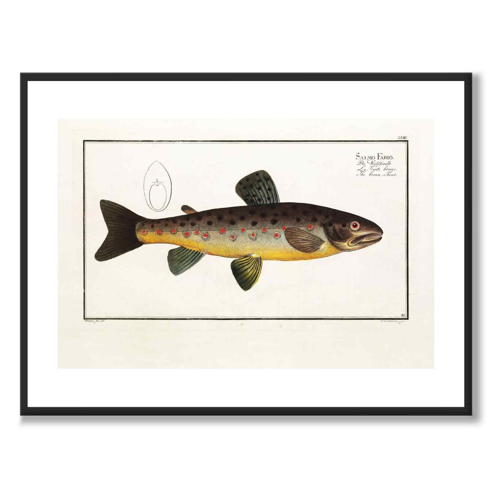 Lax - Bloch som vintageillustration och poster från Historly – med vit kant utan titel