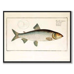 Salmon - Bloch as a vintage illustration and poster from Historly – full image without white border
