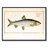 Salmon - Bloch as a vintage illustration and poster from Historly – full image without white border