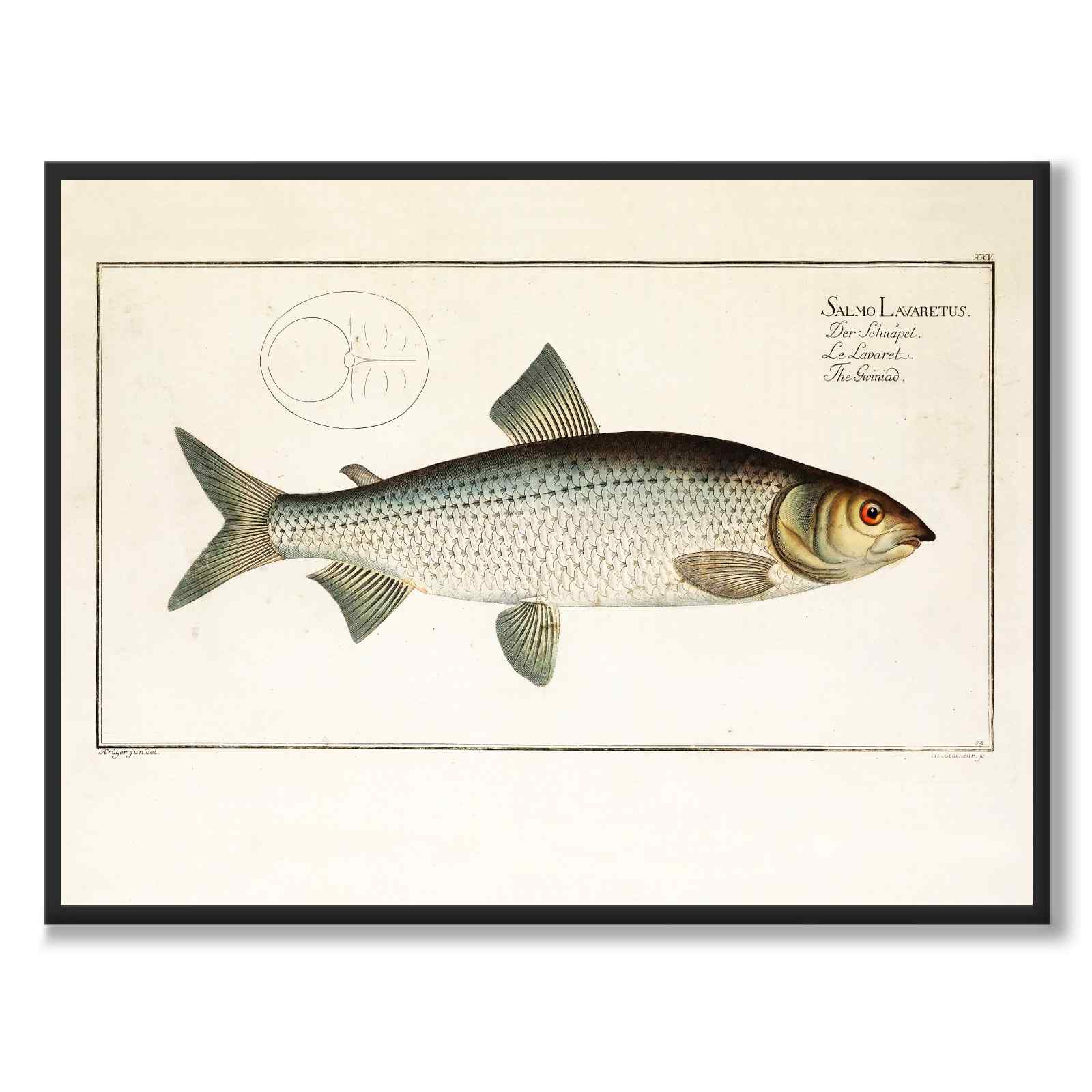 Salmon - Bloch as a vintage illustration and poster from Historly – full image without white border