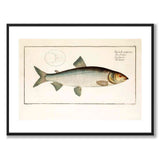 Salmon - Bloch as a vintage illustration and poster from Historly – with white border and without title