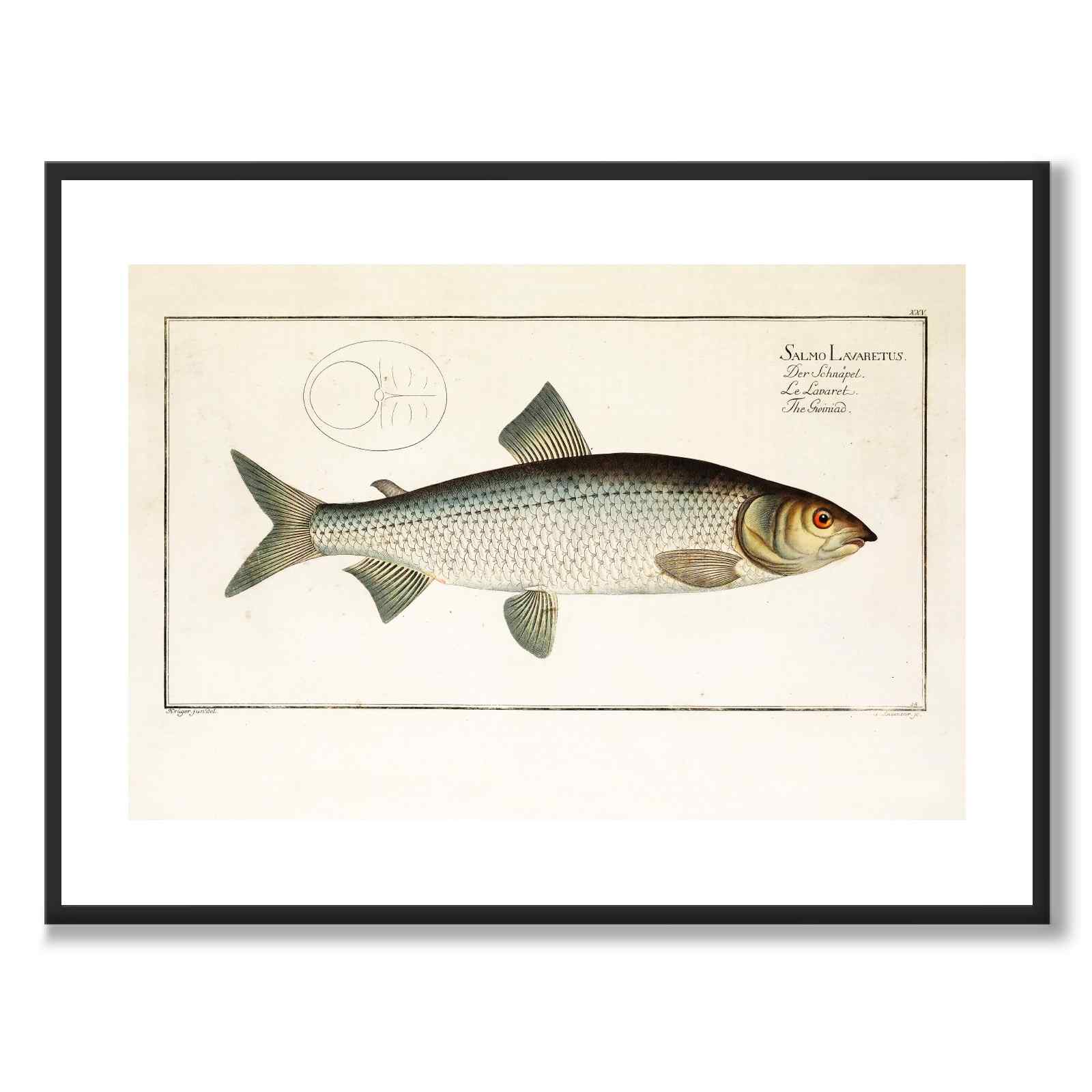 Salmon - Bloch as a vintage illustration and poster from Historly – with white border and without title