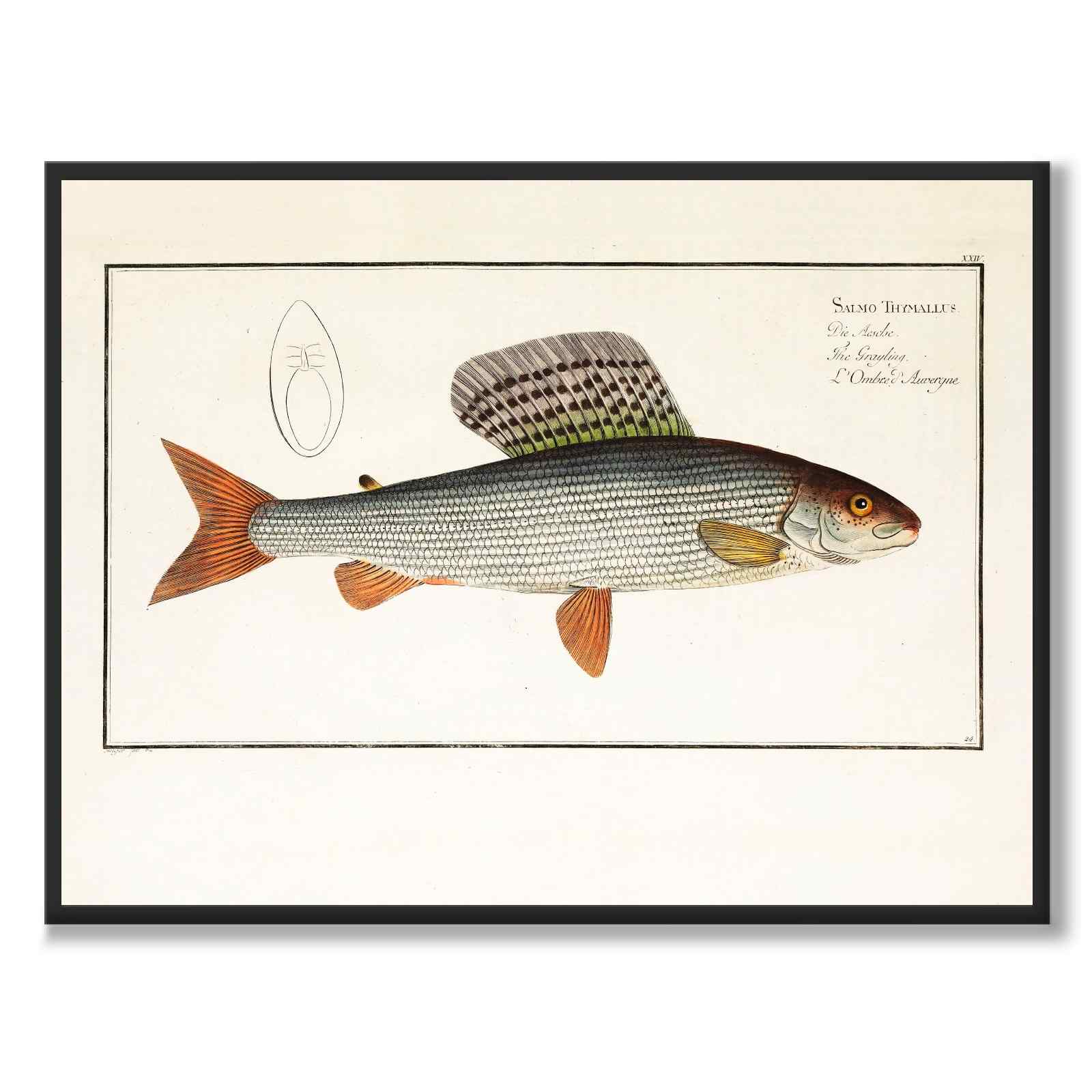 Lax - Bloch som vintageillustration och poster från Historly – helbild utan vit kant