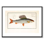 Lax - Bloch som vintageillustration och poster från Historly – med vit kant utan titel