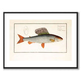 Lax - Bloch som vintageillustration och poster från Historly – med vit kant utan titel