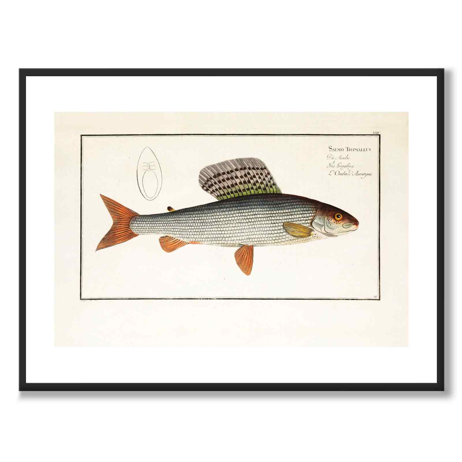 Lax - Bloch som vintageillustration och poster från Historly – med vit kant utan titel