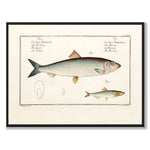 Herring - Bloch as a vintage illustration and poster from Historly – full image without white border