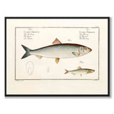 Herring - Bloch as a vintage illustration and poster from Historly – full image without white border