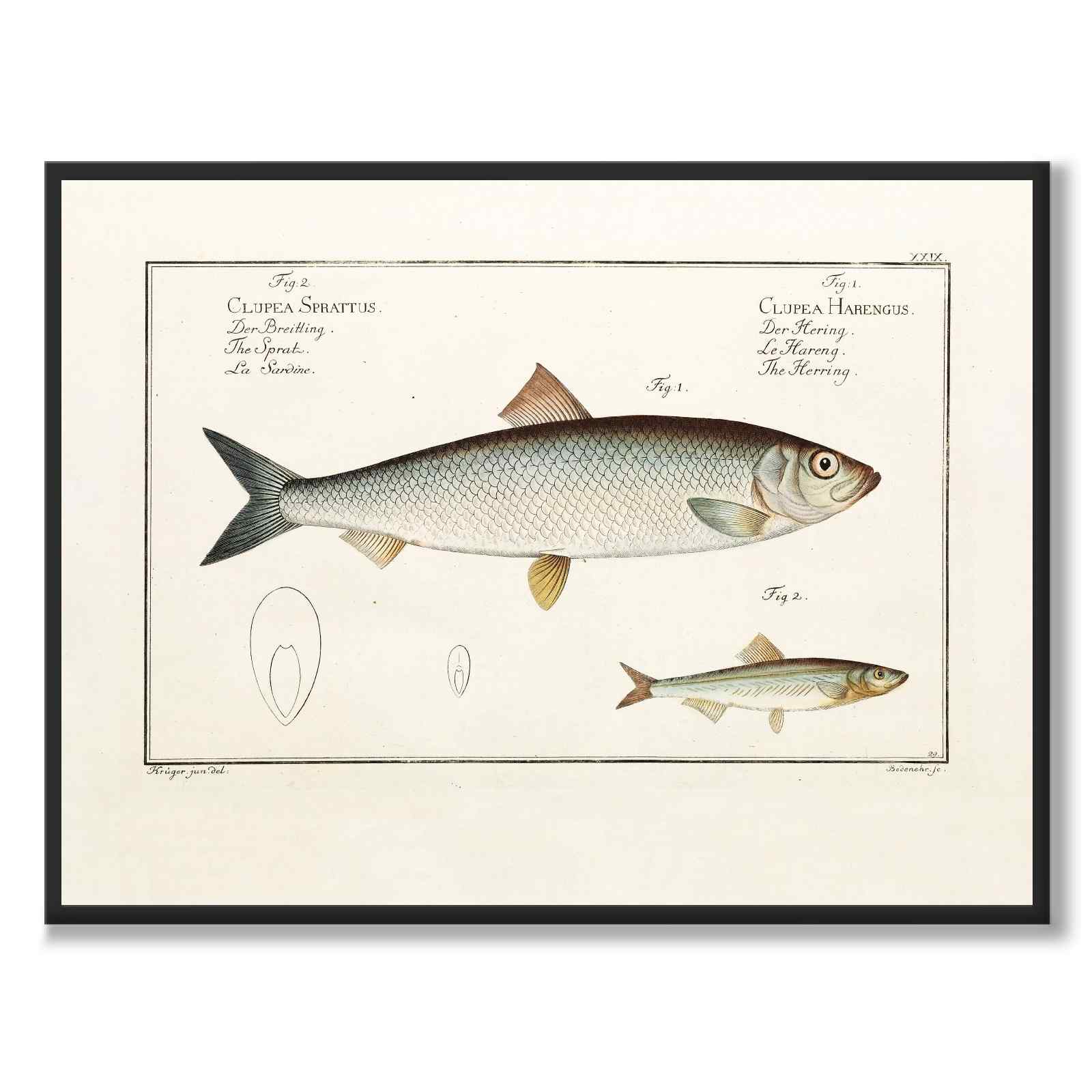 Herring - Bloch as a vintage illustration and poster from Historly – full image without white border