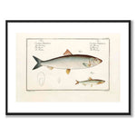 Herring - Bloch as a vintage illustration and poster from Historly – with white border without title