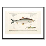 Herring - Bloch as a vintage illustration and poster from Historly – with white border without title