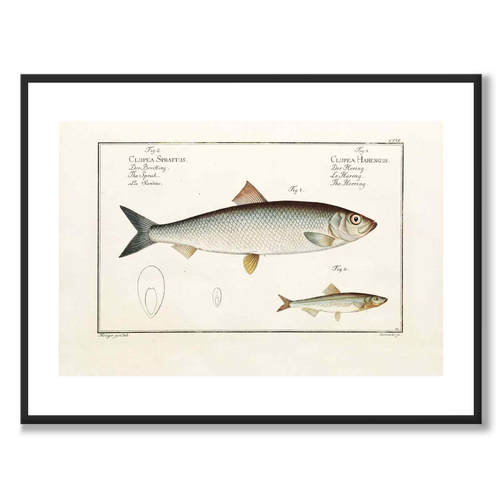 Herring - Bloch as a vintage illustration and poster from Historly – with white border without title
