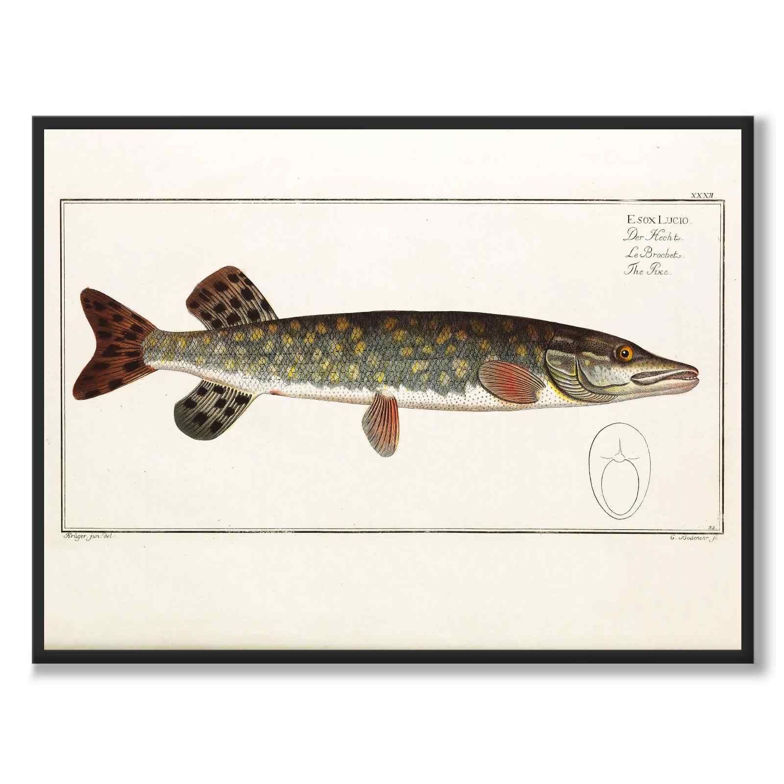 Gädda - Bloch som vintageillustration och poster från Historly – helbild utan vit kant