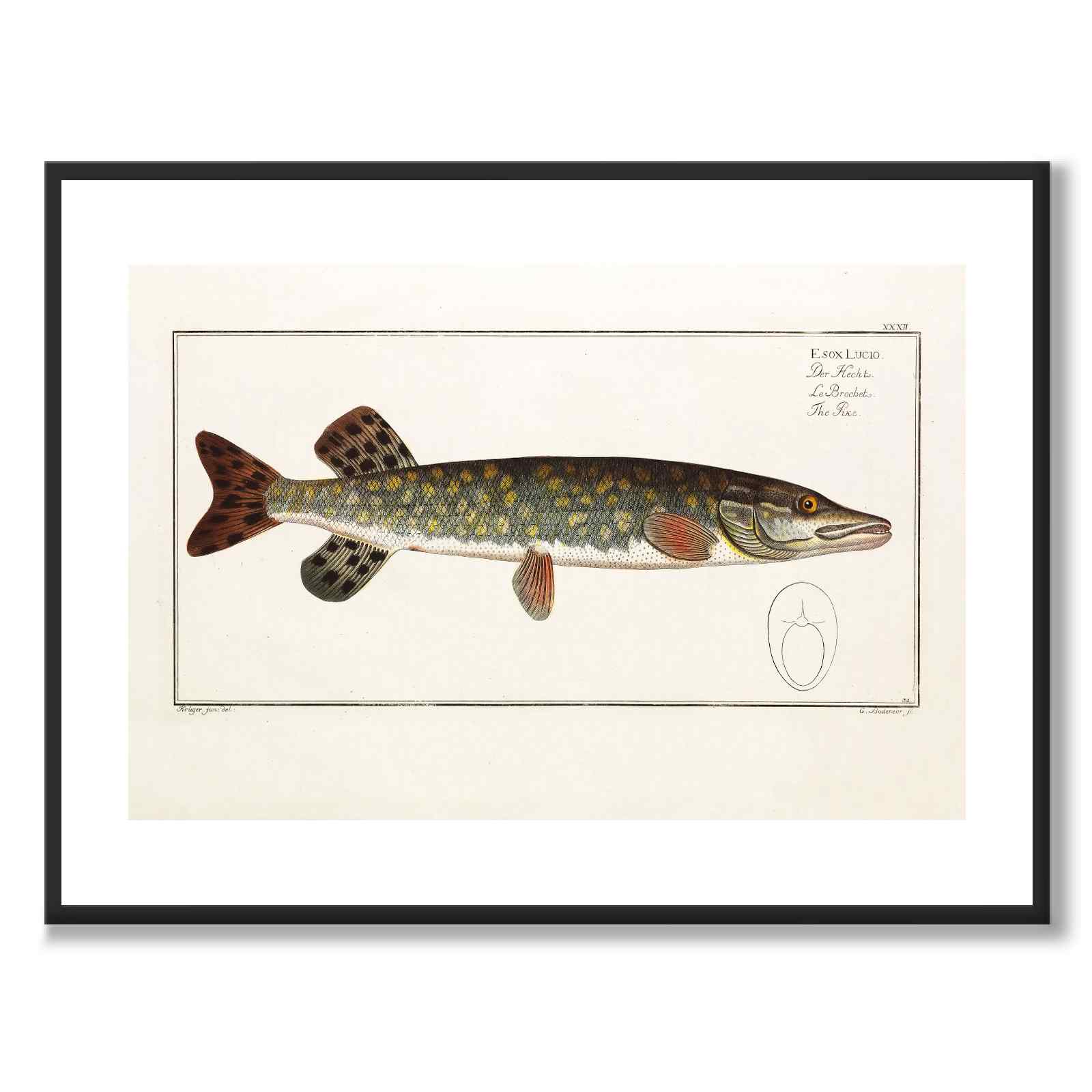 Gädda - Bloch som vintageillustration och poster från Historly – med vit kant utan titel
