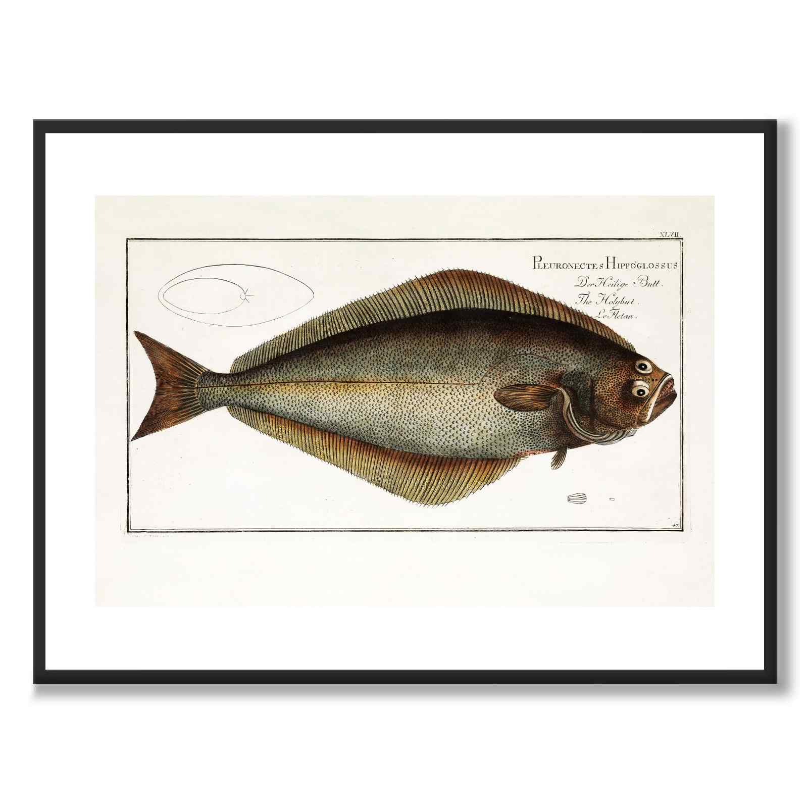 Hälleflundra - Bloch som vintageillustration och poster från Historly – med vit kant utan titel