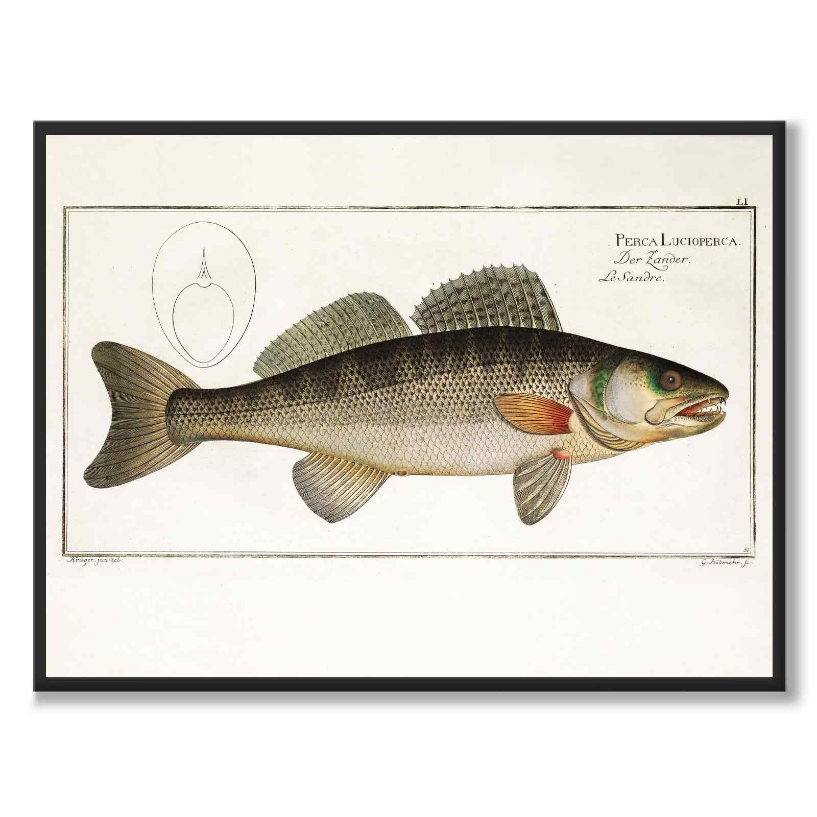 Gös - Bloch som vintageillustration och poster från Historly – helbild utan vit kant