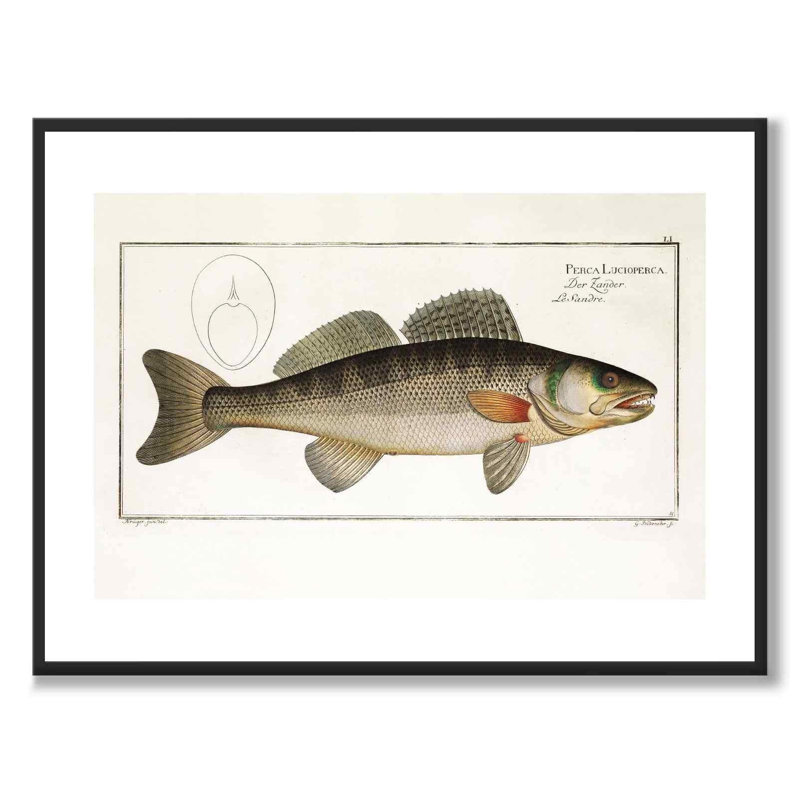 Gös - Bloch som vintageillustration och poster från Historly – med vit kant utan titel