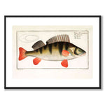 Abborre - Bloch som vintageillustration och poster från Historly – med vit kant utan titel