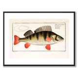Abborre - Bloch som vintageillustration och poster från Historly – med vit kant utan titel
