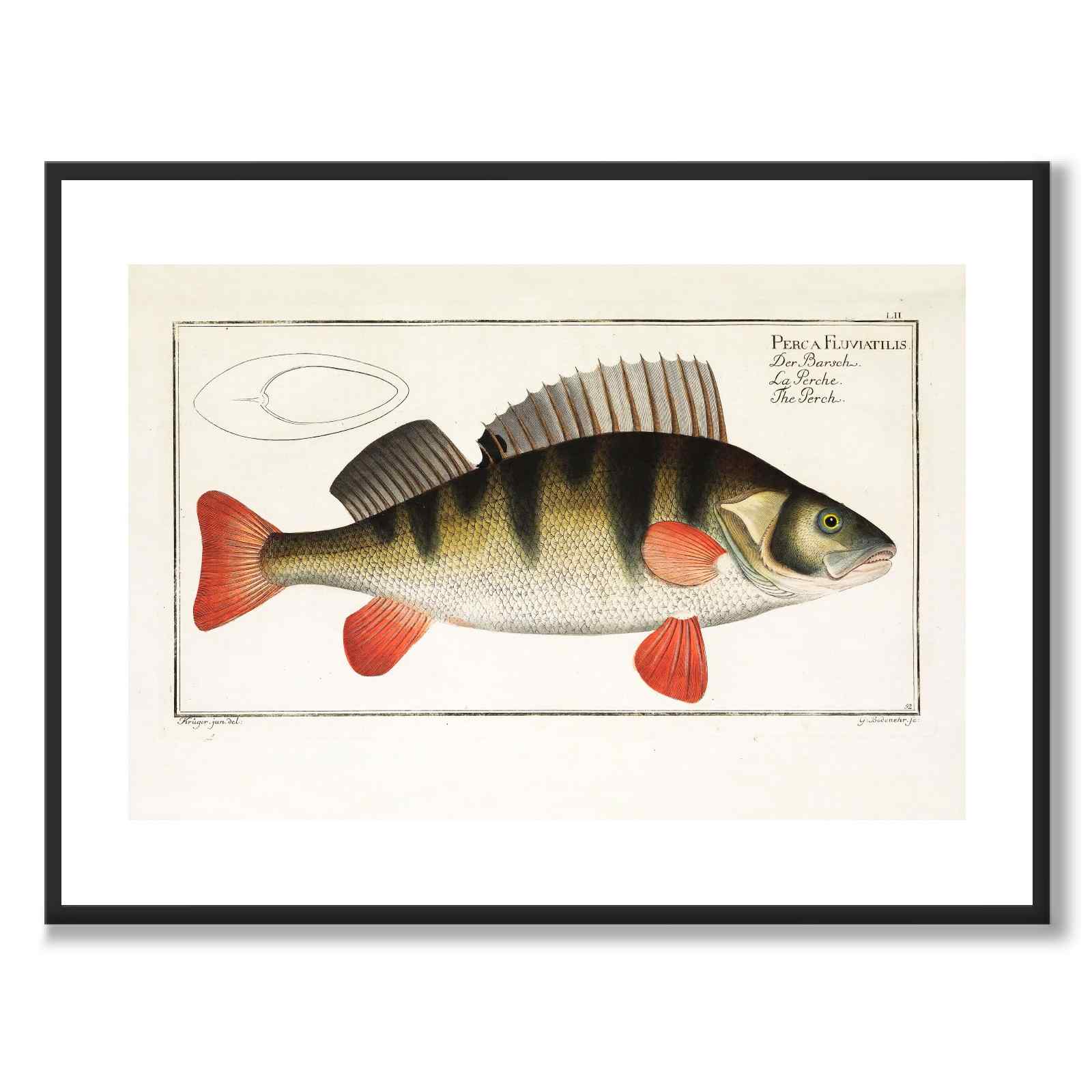 Abborre - Bloch som vintageillustration och poster från Historly – med vit kant utan titel