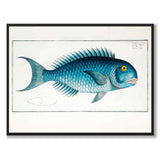 Mahi Mahi - Bloch som vintageillustration och poster från Historly – helbild utan vit kant