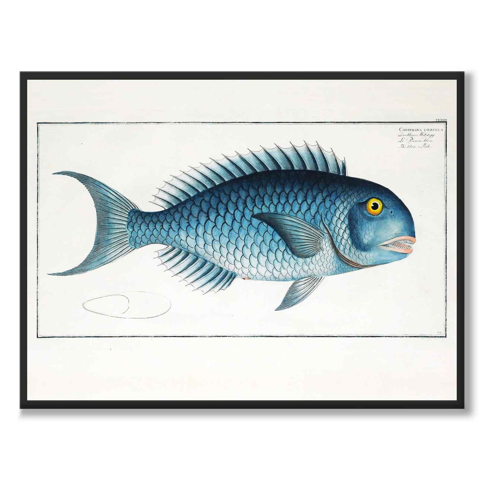 Mahi Mahi - Bloch som vintageillustration och poster från Historly – helbild utan vit kant