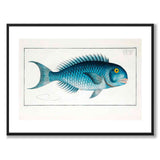 Mahi Mahi - Bloch som vintageillustration och poster från Historly – med vit kant utan titel