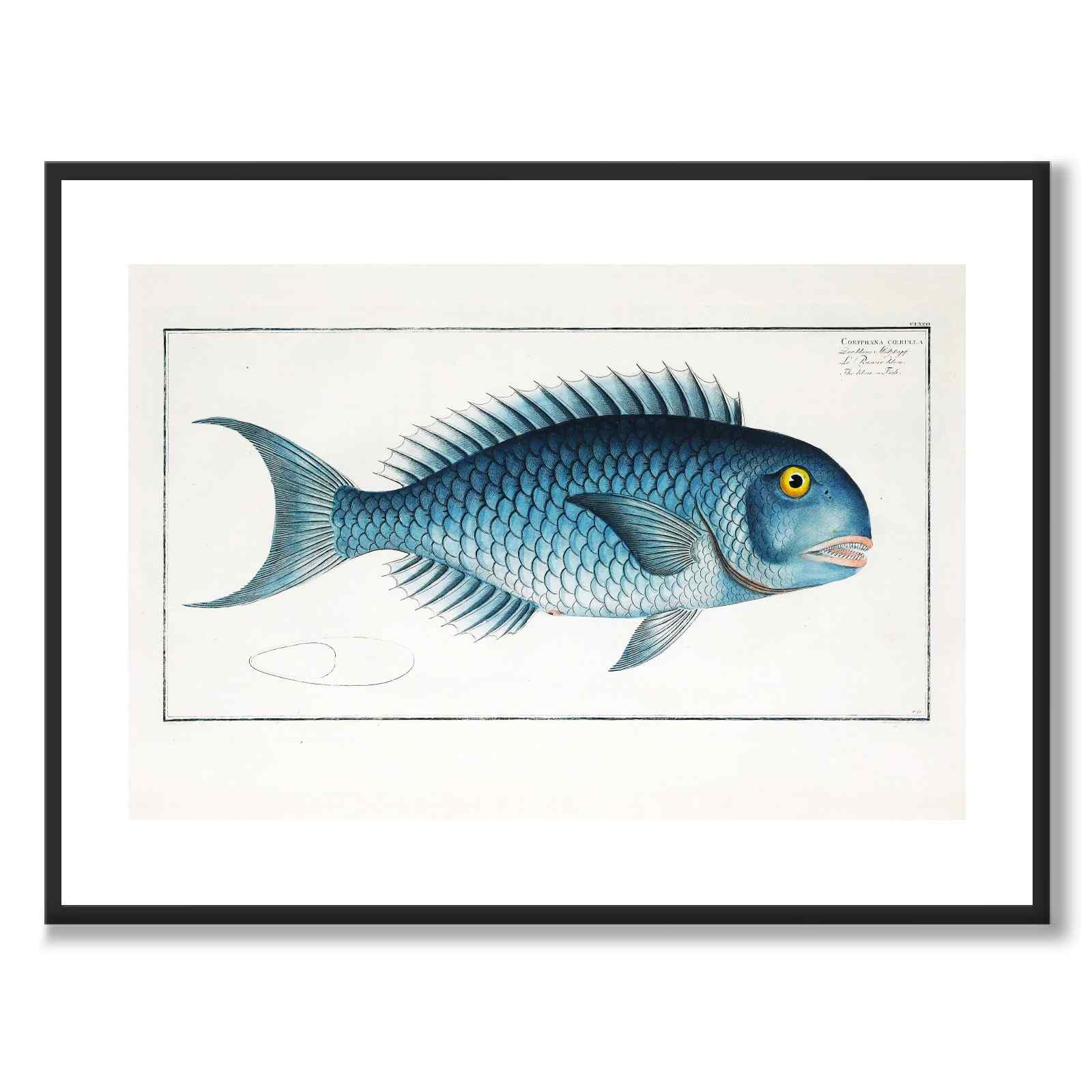 Mahi Mahi - Bloch som vintageillustration och poster från Historly – med vit kant utan titel