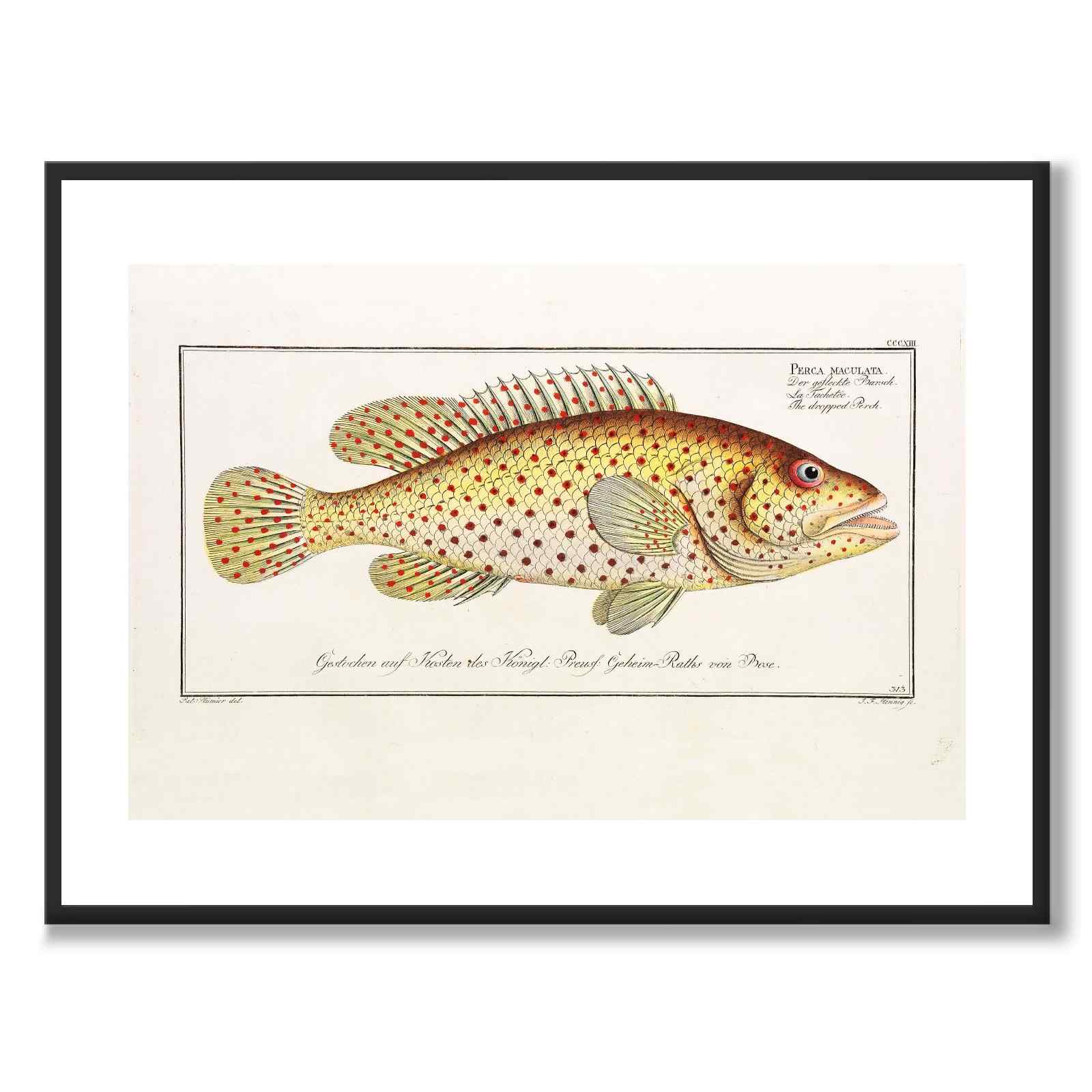 Abborre - Bloch som vintageillustration och poster från Historly – med vit kant utan titel
