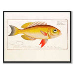 Fish - Bloch as a vintage illustration and poster from Historly – full image without white border