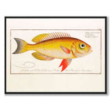Fish - Bloch as a vintage illustration and poster from Historly – full image without white border