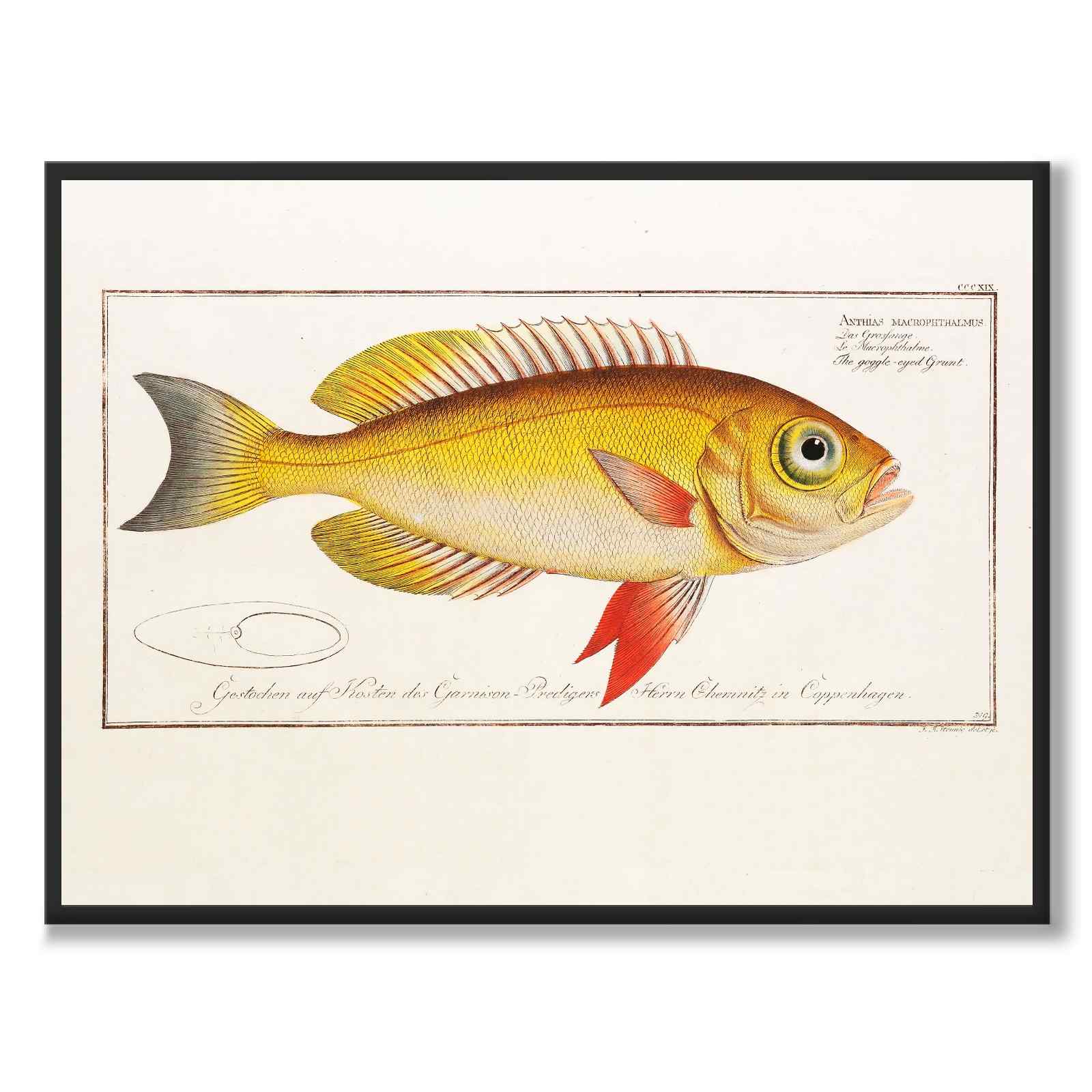 Fish - Bloch as a vintage illustration and poster from Historly – full image without white border