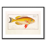 Fish - Bloch as a vintage illustration and poster from Historly – with white border without title