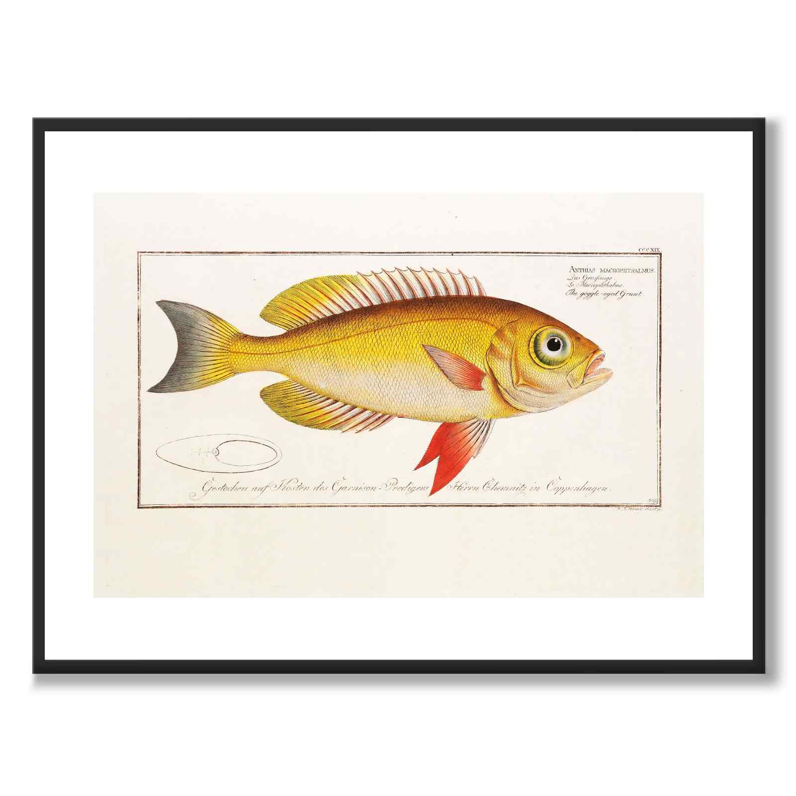 Fish - Bloch as a vintage illustration and poster from Historly – with white border without title