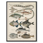 Oken Naturalia - Fish as a vintage illustration and poster from Historly – full image without white border
